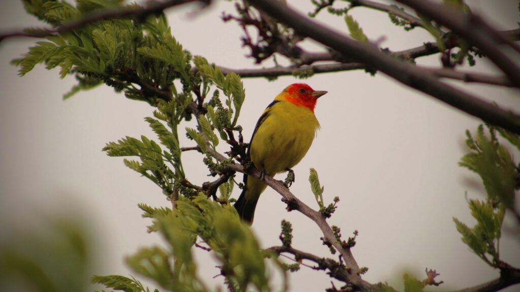 A Western Tanager with a red head and yellow body perches on a leafy branch.