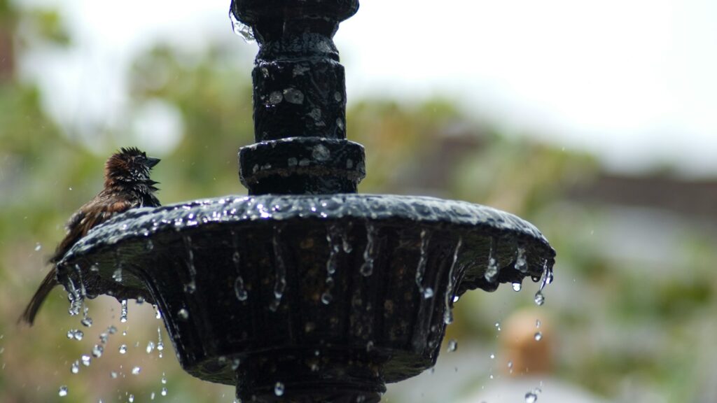 Bird bathing in water inside a fountain