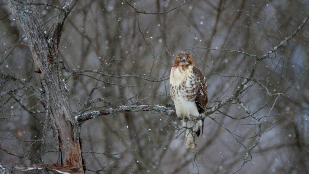 a bird sitting on a tree branchaRed-tailed Hawk perched on a snowy tree branch during winter