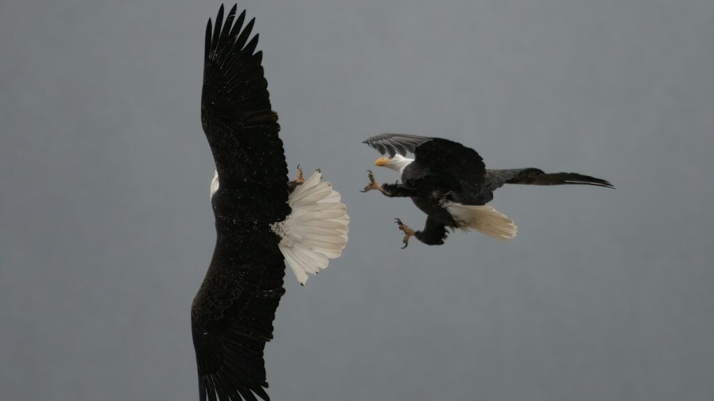 Two eagles locked in a fierce mid-air fight high in the sky