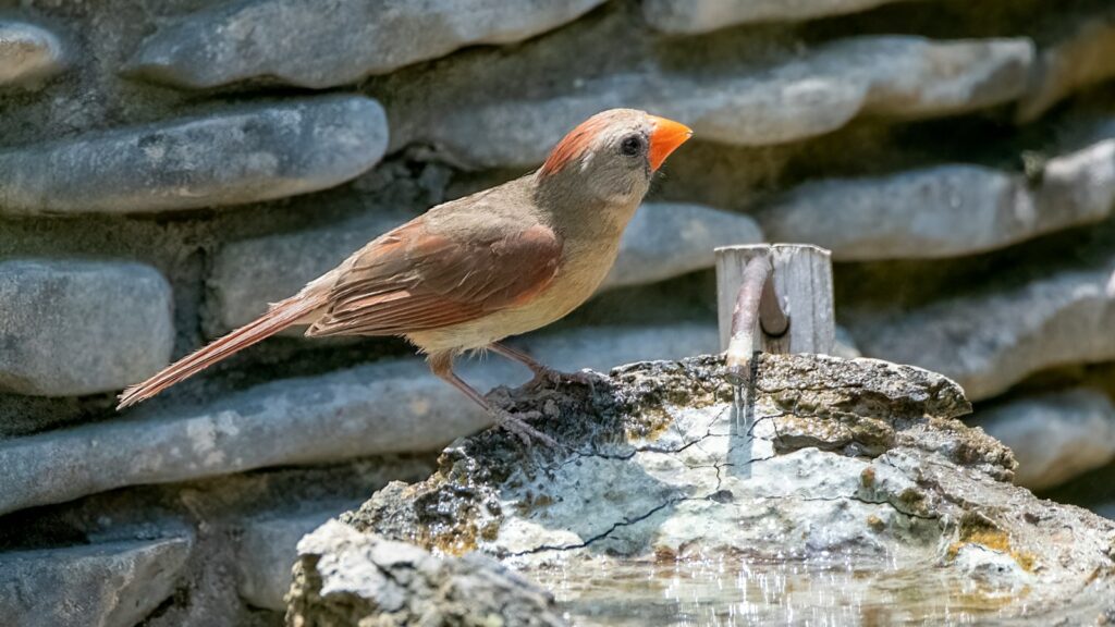 Small bird perched on a stone bird bath