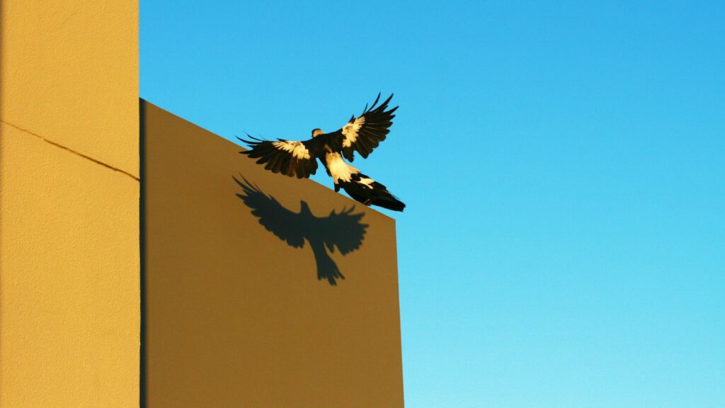 Magpie flying with wings spread, approaching a building ledge