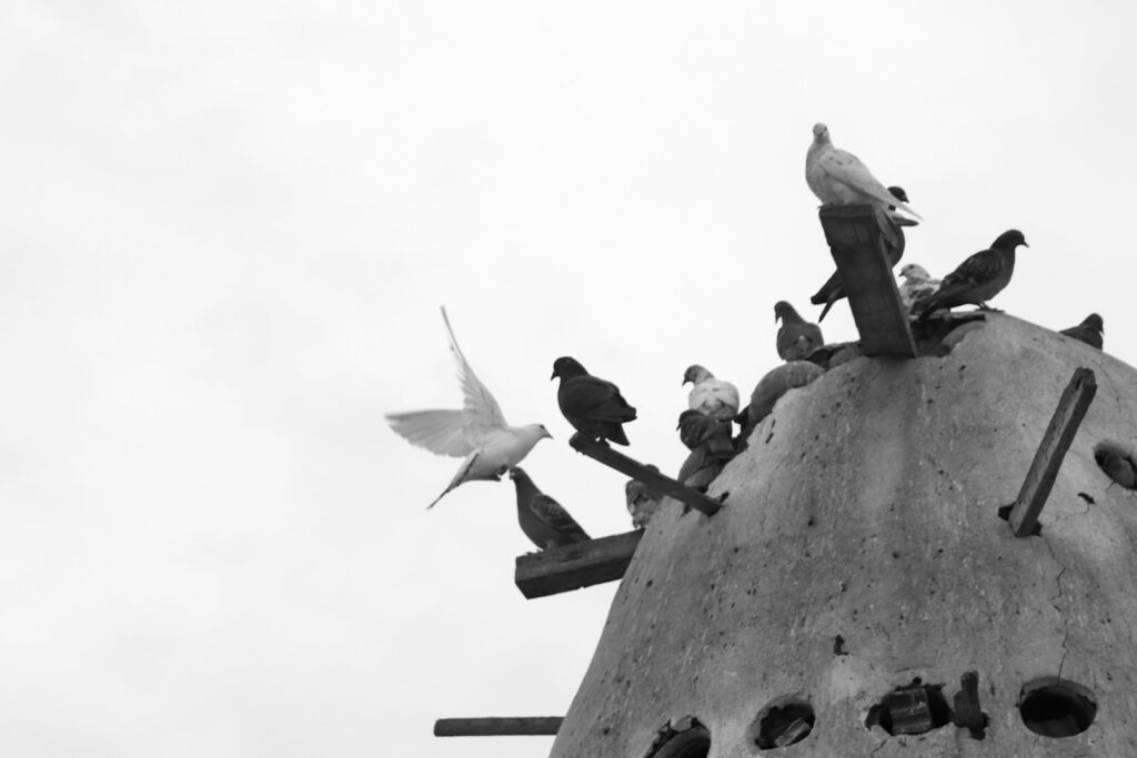 A group of pigeons rests on a structure, with one white pigeon in flight.