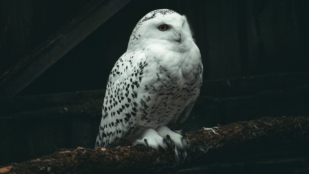 A magnificent Snowy Owl, with striking black spots on its white plumage, perches on a dark branch.