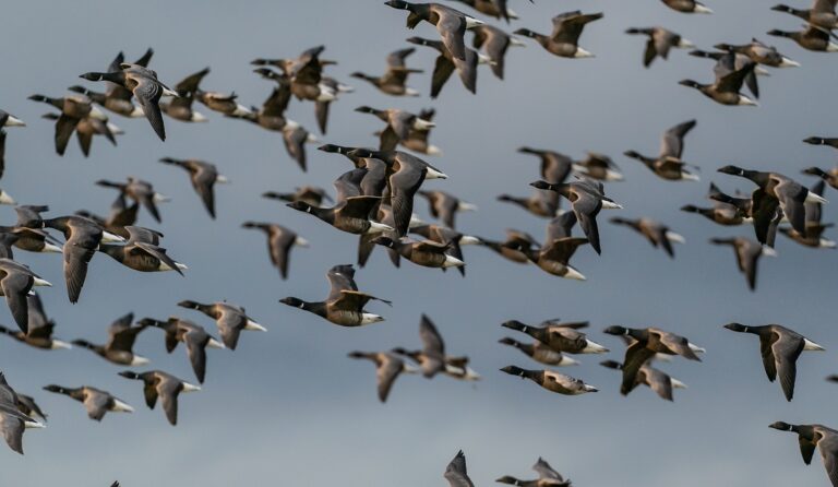 A large flock of Brant geese flies in formation against a grey sky.