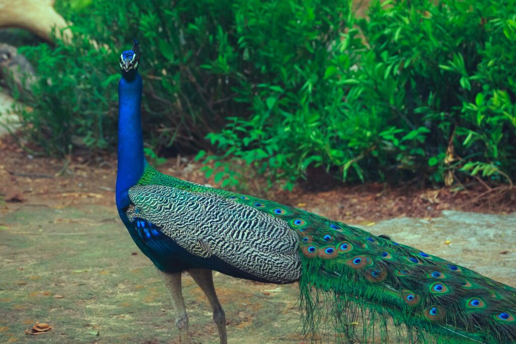 A vibrant peacock stands, displaying its long, beautiful train of green and blue feathers.