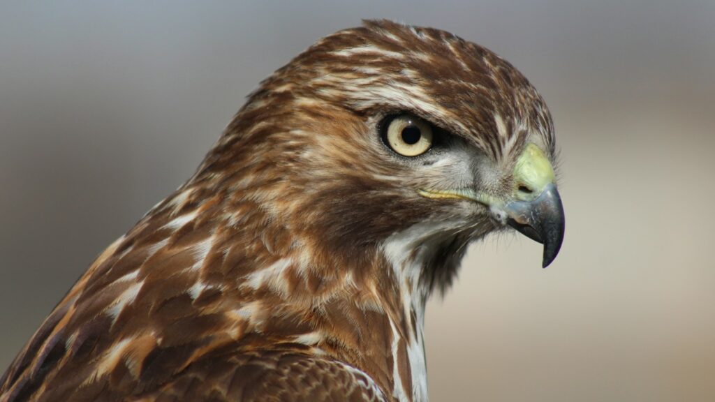 Close-up of hawk head showing its eyes and detailed plumage