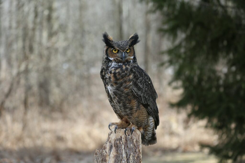 A Great Horned Owl perches on a tree stump, its piercing yellow eyes looking forward.