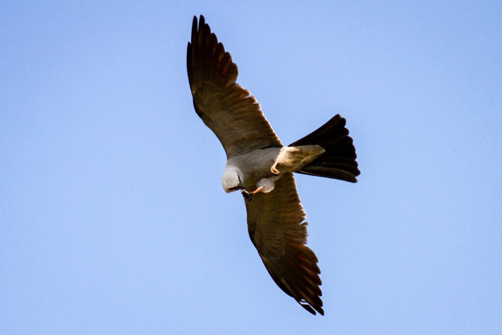 A Mississippi Kite with wings spread wide glides gracefully against a clear blue sky.