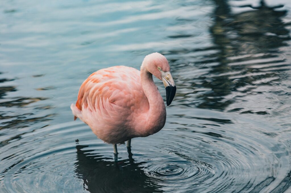 A Chilean flamingo with soft pink plumage stands in rippling blue water.