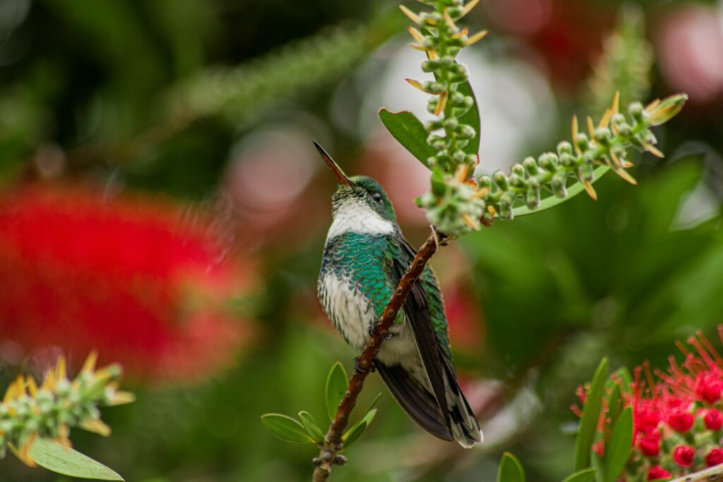 A white-throated hummingbird perches on a branch with green and red foliage.