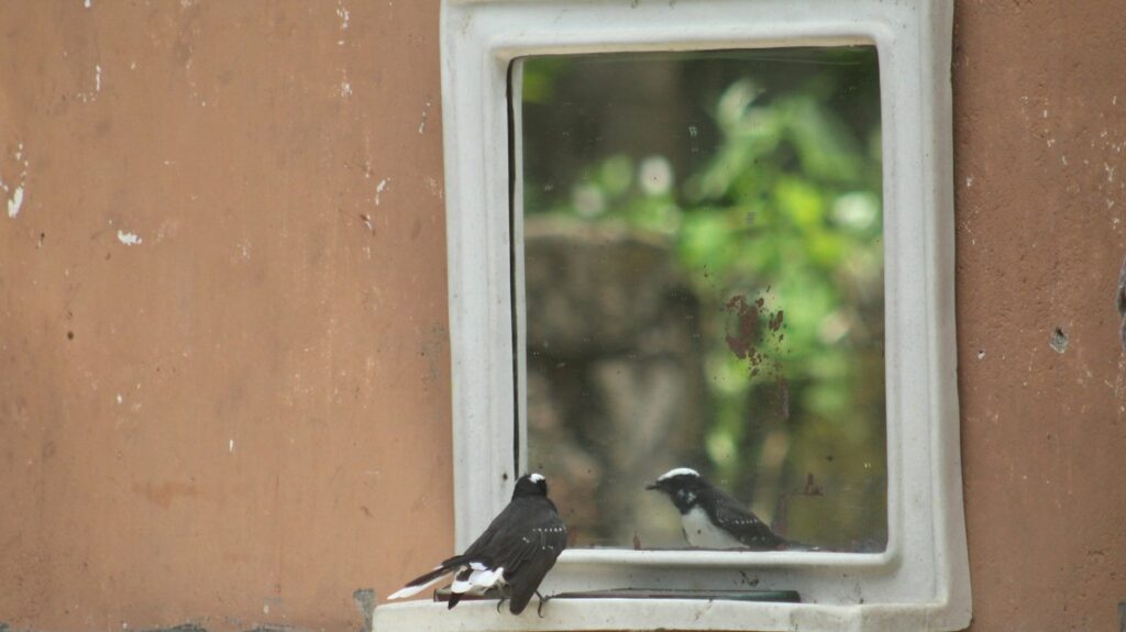 Curious bird perched on a wall mirror with its reflection visible