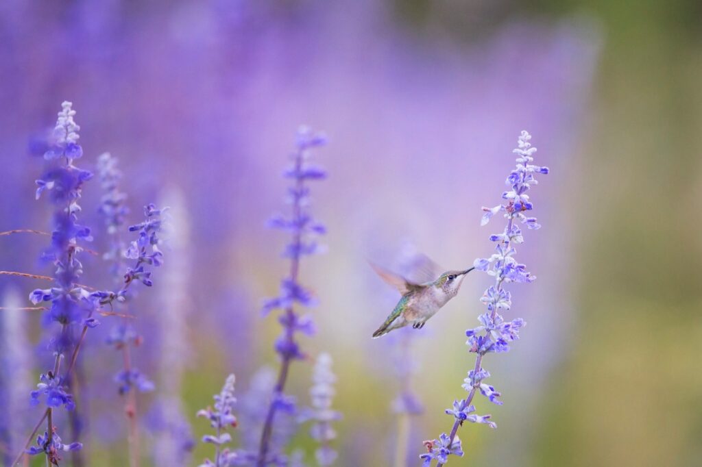 A Ruby-throated hummingbird hovers near a stalk of purple lavender flowers.