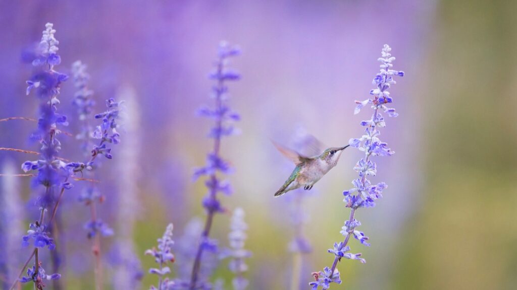 A Ruby-throated hummingbird hovers near a stalk of purple lavender flowers.