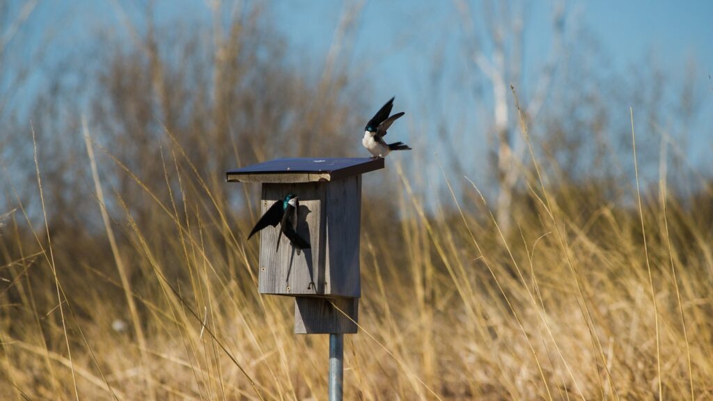Two tree swallows at their nest, one perched on top while the other enters