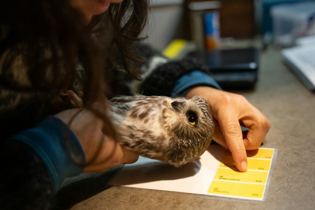 A Northern Saw-whet Owl is gently held, its eye compared to color swatches.