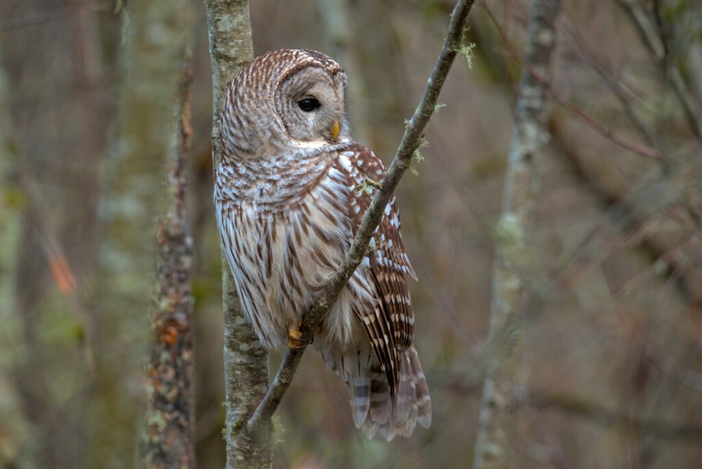 A Barred Owl perches on a bare tree branch, looking to its right.