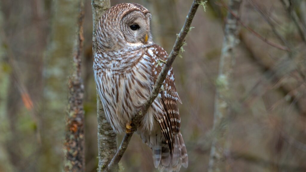 A Barred Owl perches on a bare tree branch, looking to its right.