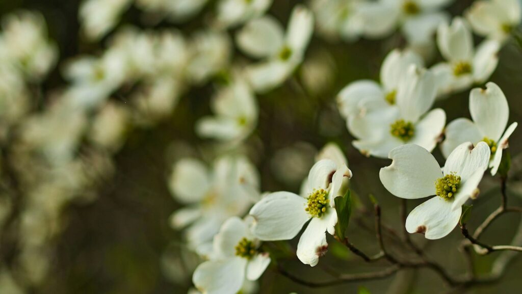 Close-up of white dogwood flowers in full bloom