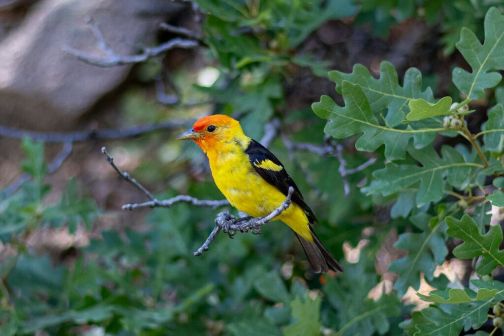 A Western Tanager with an orange head and yellow body perches on a gnarled branch.