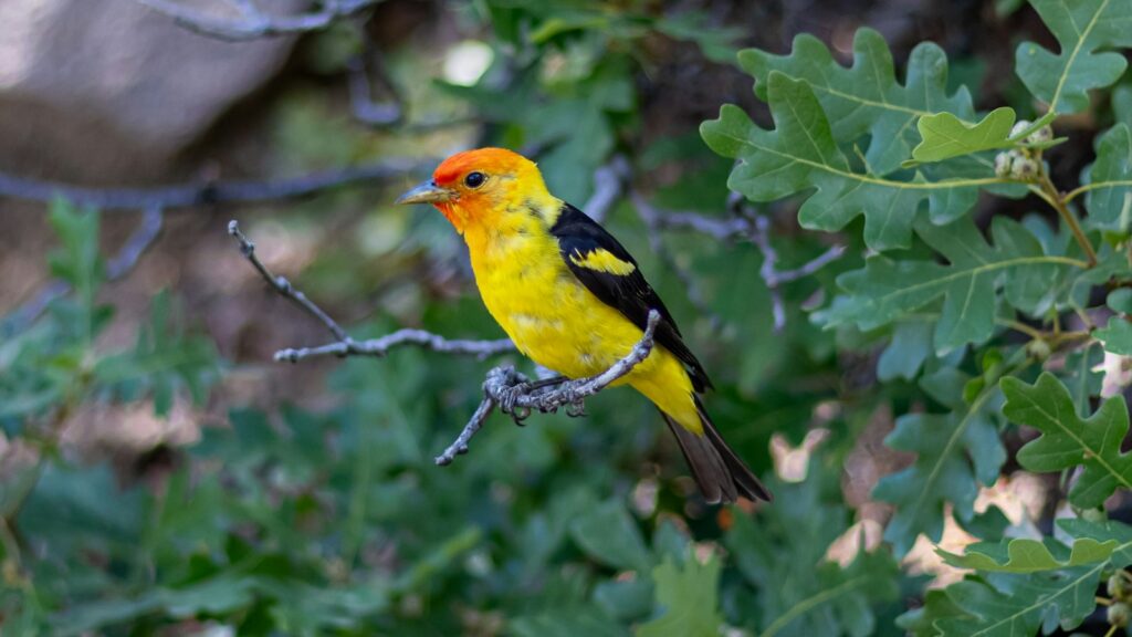A Western Tanager with an orange head and yellow body perches on a gnarled branch.