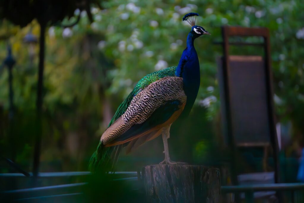 A magnificent peafowl with iridescent blue and green feathers stands on a wooden post.