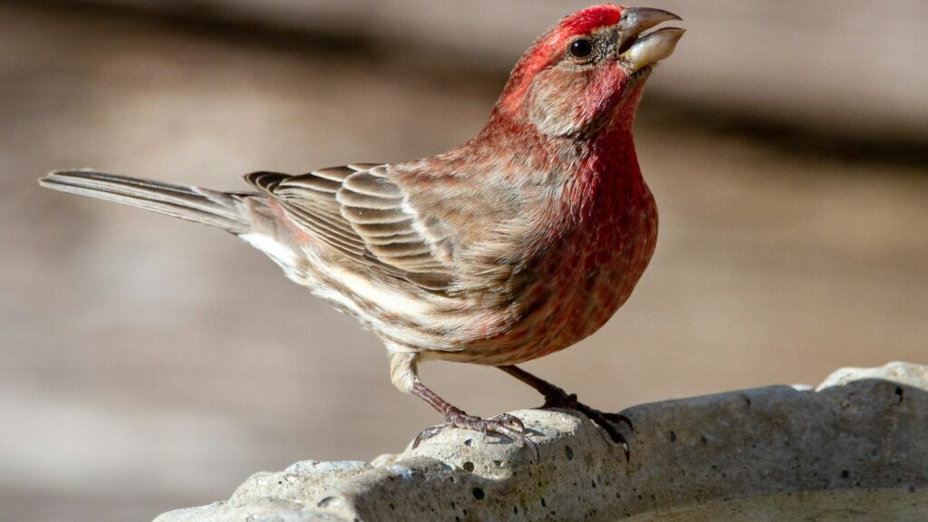 Purple Finch perched on the edge of a bird bath