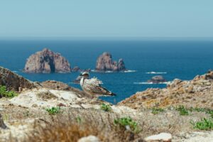 A European Herring Gull stands on a rocky cliff overlooking a blue ocean with distant rock formations.
