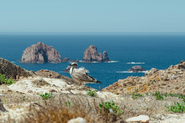 A European Herring Gull stands on a rocky cliff overlooking a blue ocean with distant rock formations.