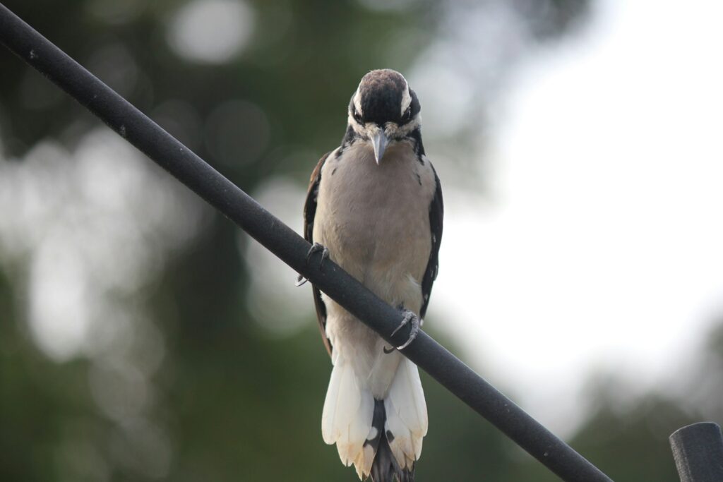 A Downy Woodpecker perches on a wire, displaying its black and white plumage.