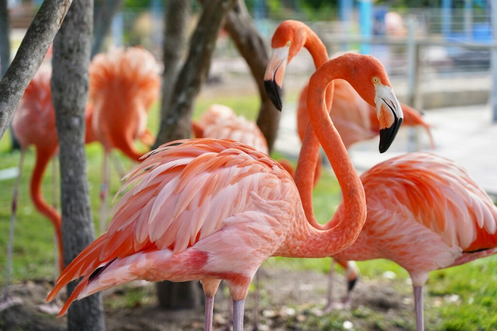 A Vibrant pink American Flamingos stand in a natural setting.