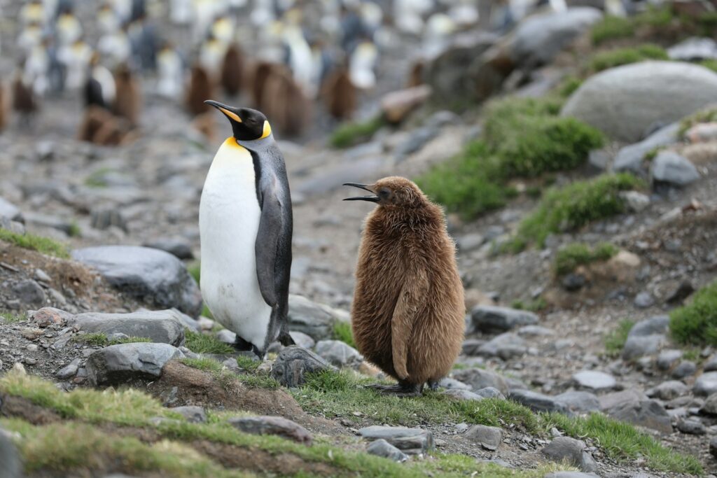 A king penguin stands next to a fluffy chick on a slope.