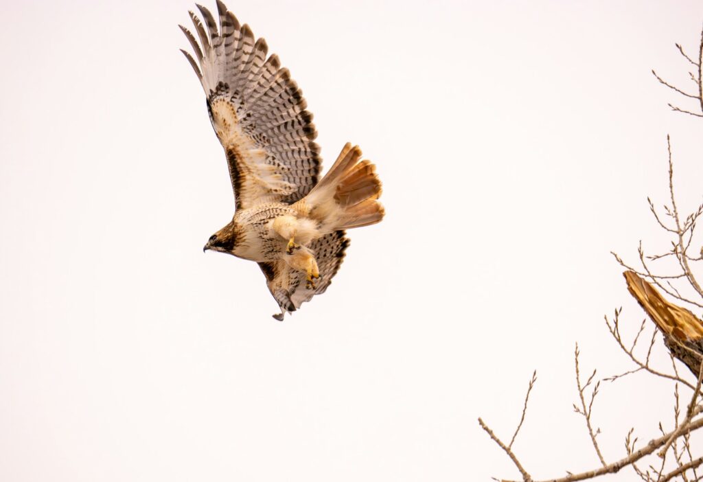 A Red-tailed Hawk is captured mid-flight against a bright, clear sky.