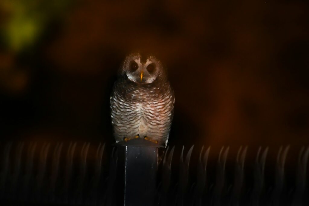 A Band-bellied Owl with dark and white striped plumage and prominent eyes stares forward in the dim light.