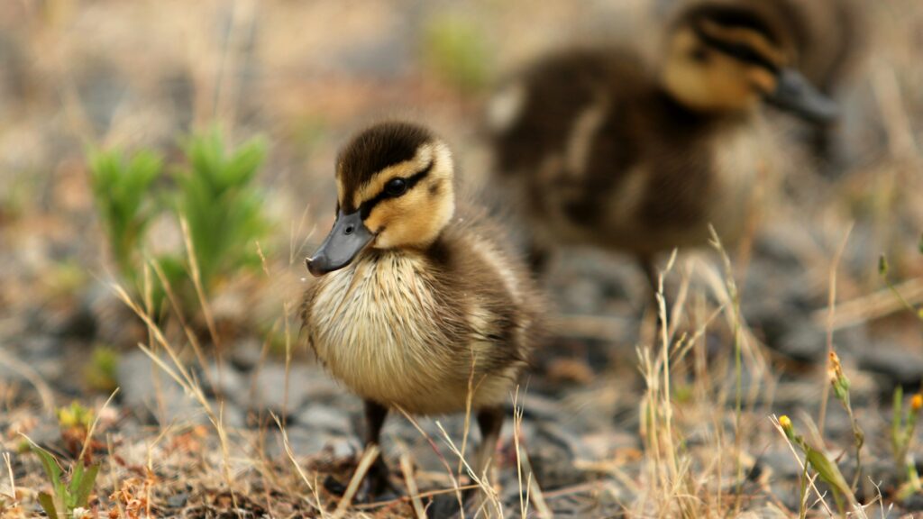 Group of baby ducks walking on dry brown grass