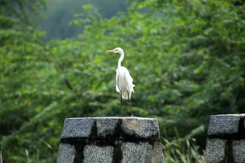A stately Great Egret stands on a stone pillar against a green, leafy background.