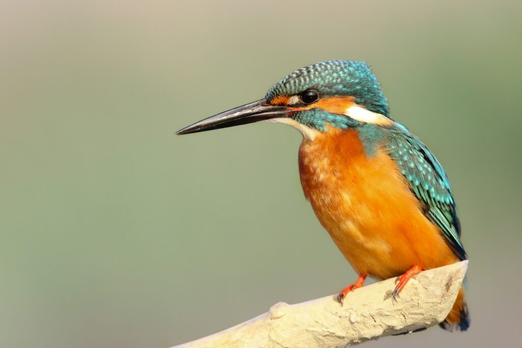 A Common Kingfisher perches on a branch, displaying vibrant blue-green and orange plumage.