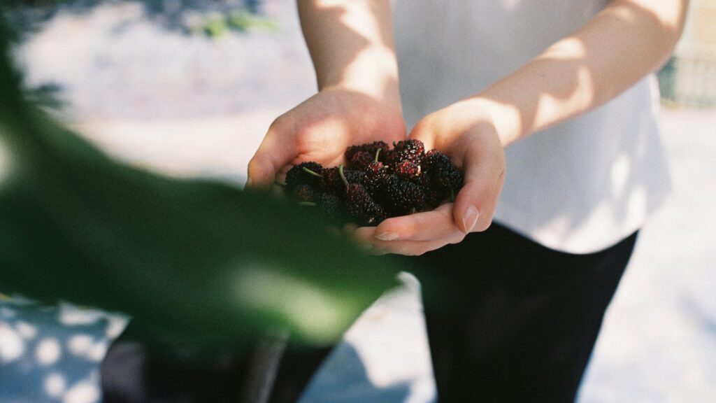 Person holding freshly picked mulberries in hand