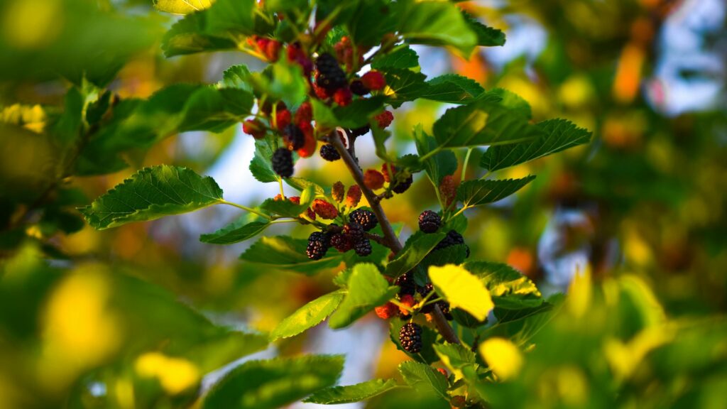 Red and blue berries on mulberry tree branches