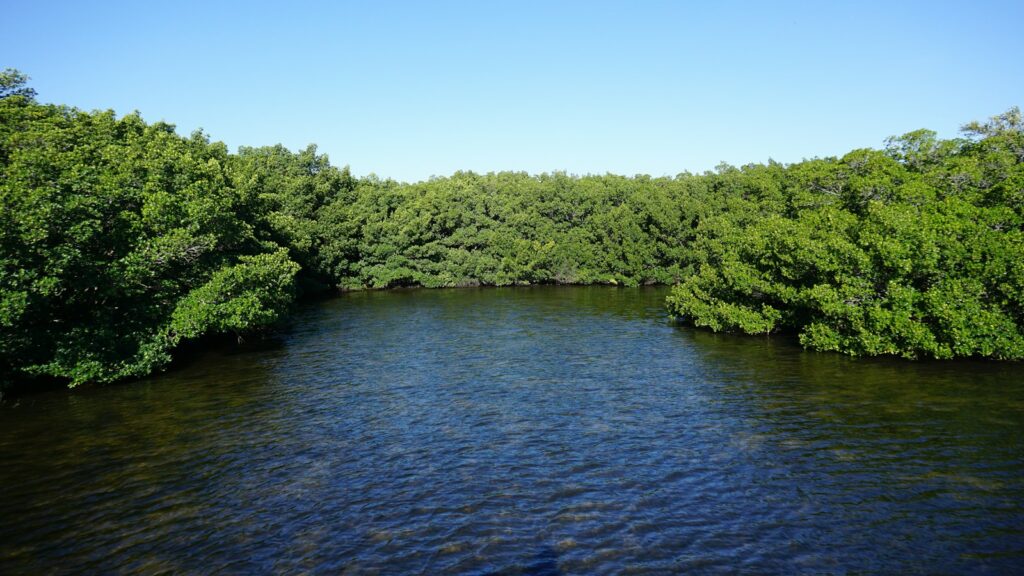 Mangrove trees growing along the water's edge