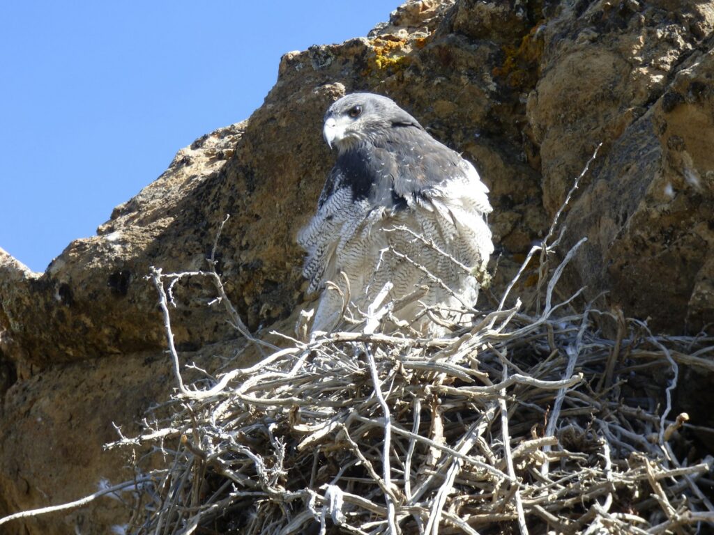 A striking Black-chested Buzzard-Falcon with dark upperparts and white belly sits in its nest.
