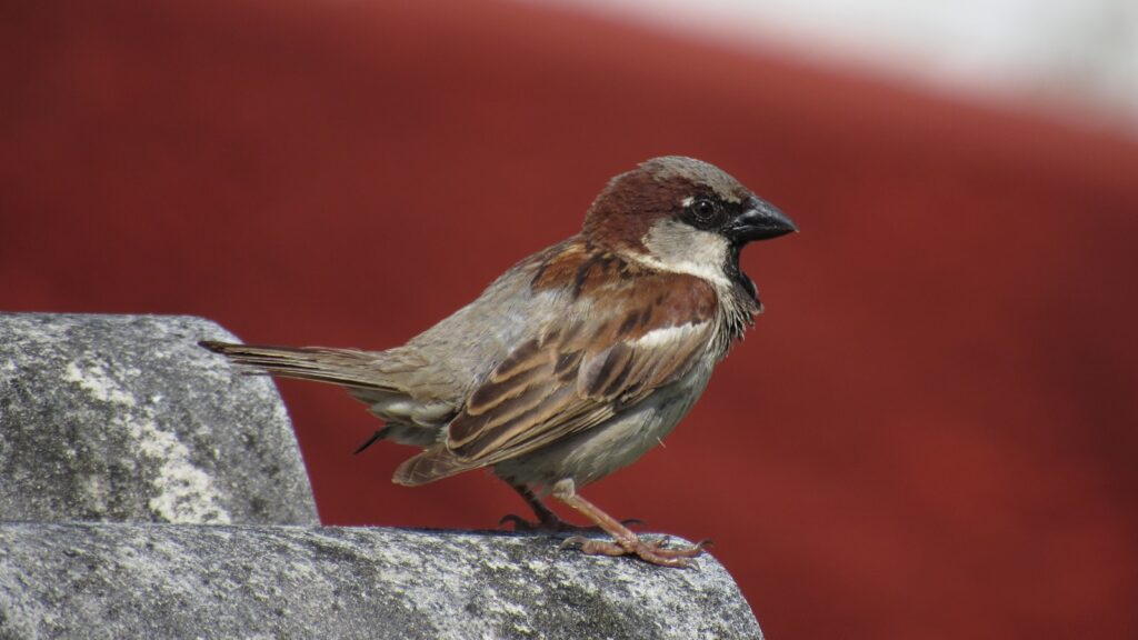A small brown and grey sparrow stands on a stone surface against a red background.