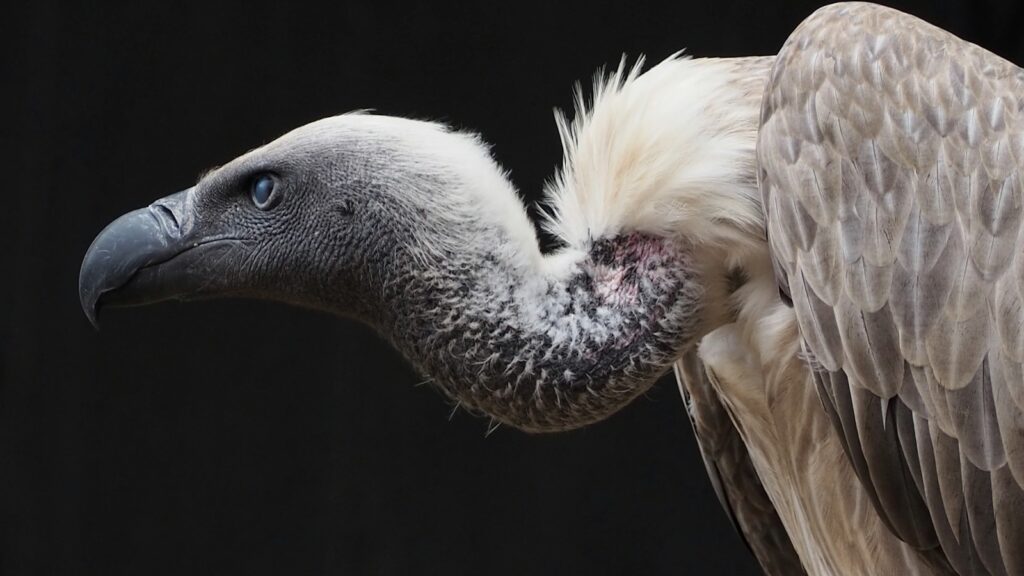 Close up of vulture’s head showing facial features
