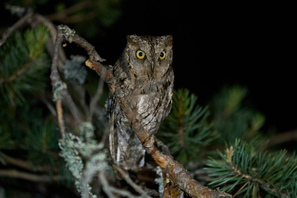 A Eurasian Scops Owl with camouflage plumage and bright yellow eyes perches on a branch in the dark.