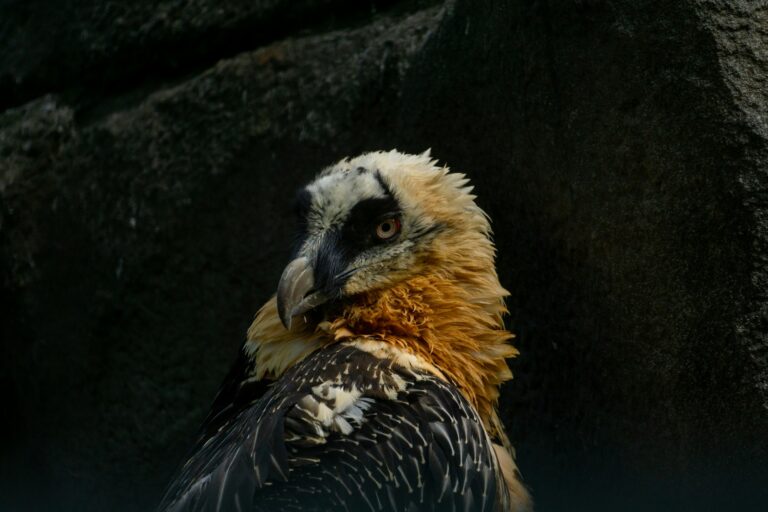 A close-up of a bearded vulture with white, orange, and black feathers looks over its shoulder.