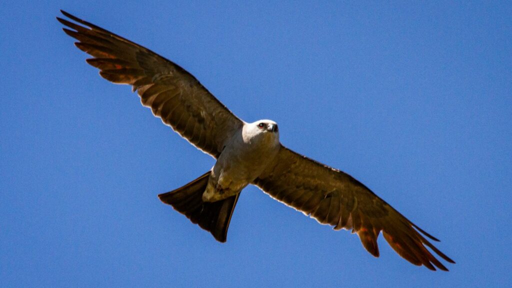 Mississippi Kite soaring with wings fully spread against a clear daytime sky