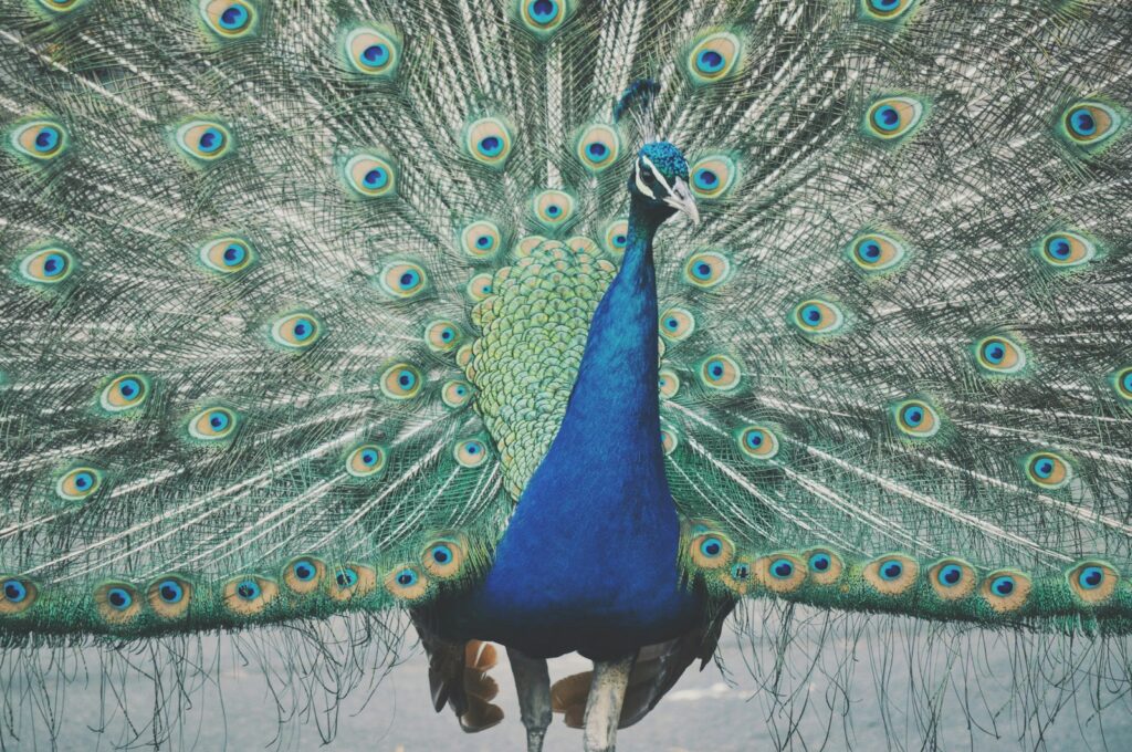 A magnificent peacock displays its vibrant, iridescent tail feathers in full fan.