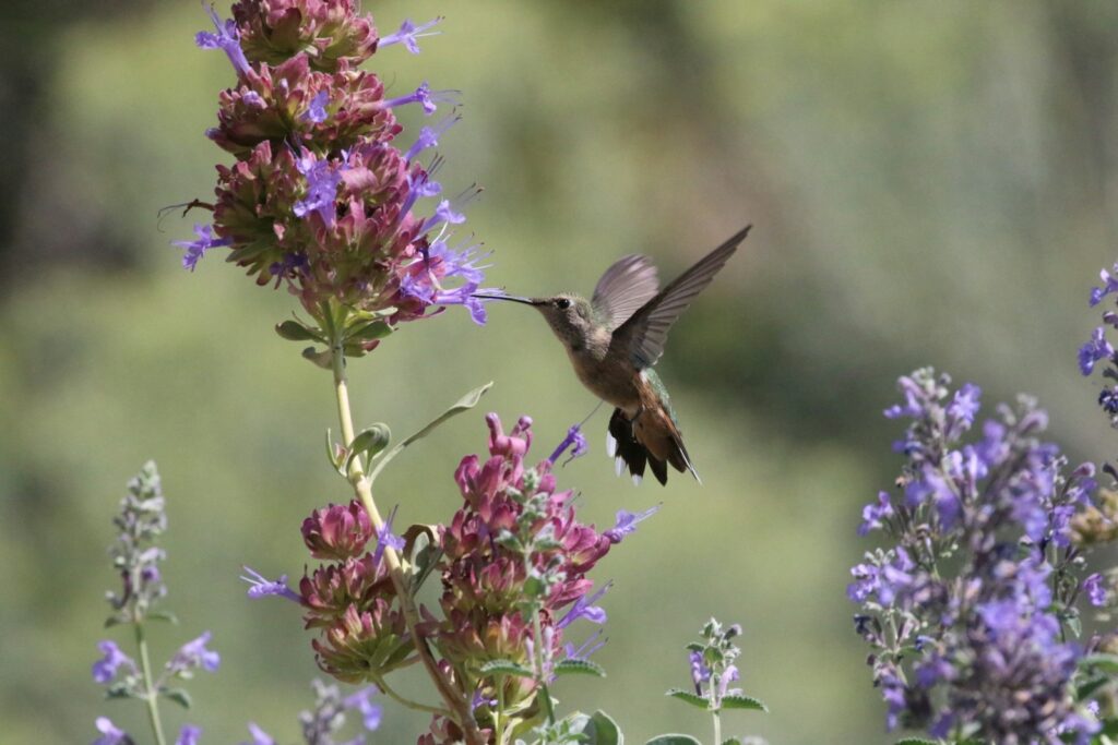 A broad-tailed hummingbird hovers to feed on purple flowers.