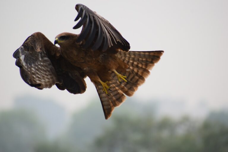 A brown Black Kite soars with wings spread wide, showcasing its patterned tail feathers and yellow talons.