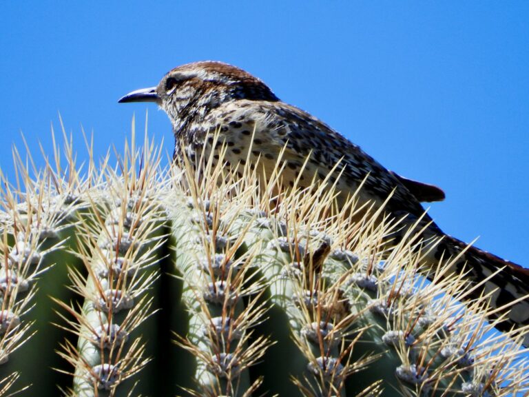 A cactus wren with mottled brown and white plumage perches atop a spiny cactus.